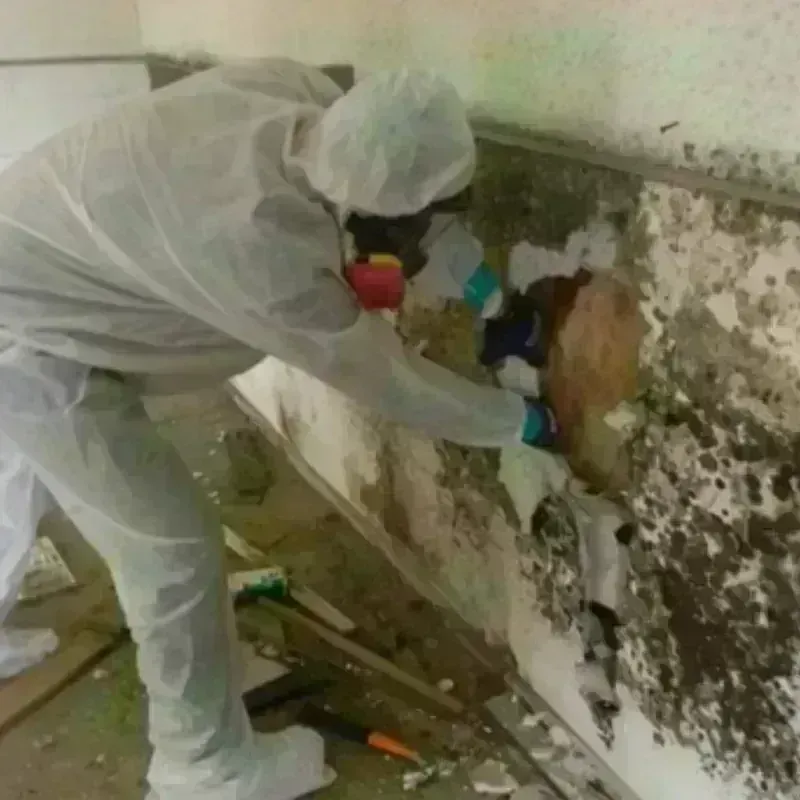 Mold Remediation and Removal in Henry County, IL